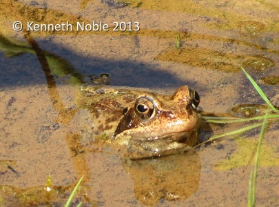 common frog (Rana temporaria) Kenneth Noble